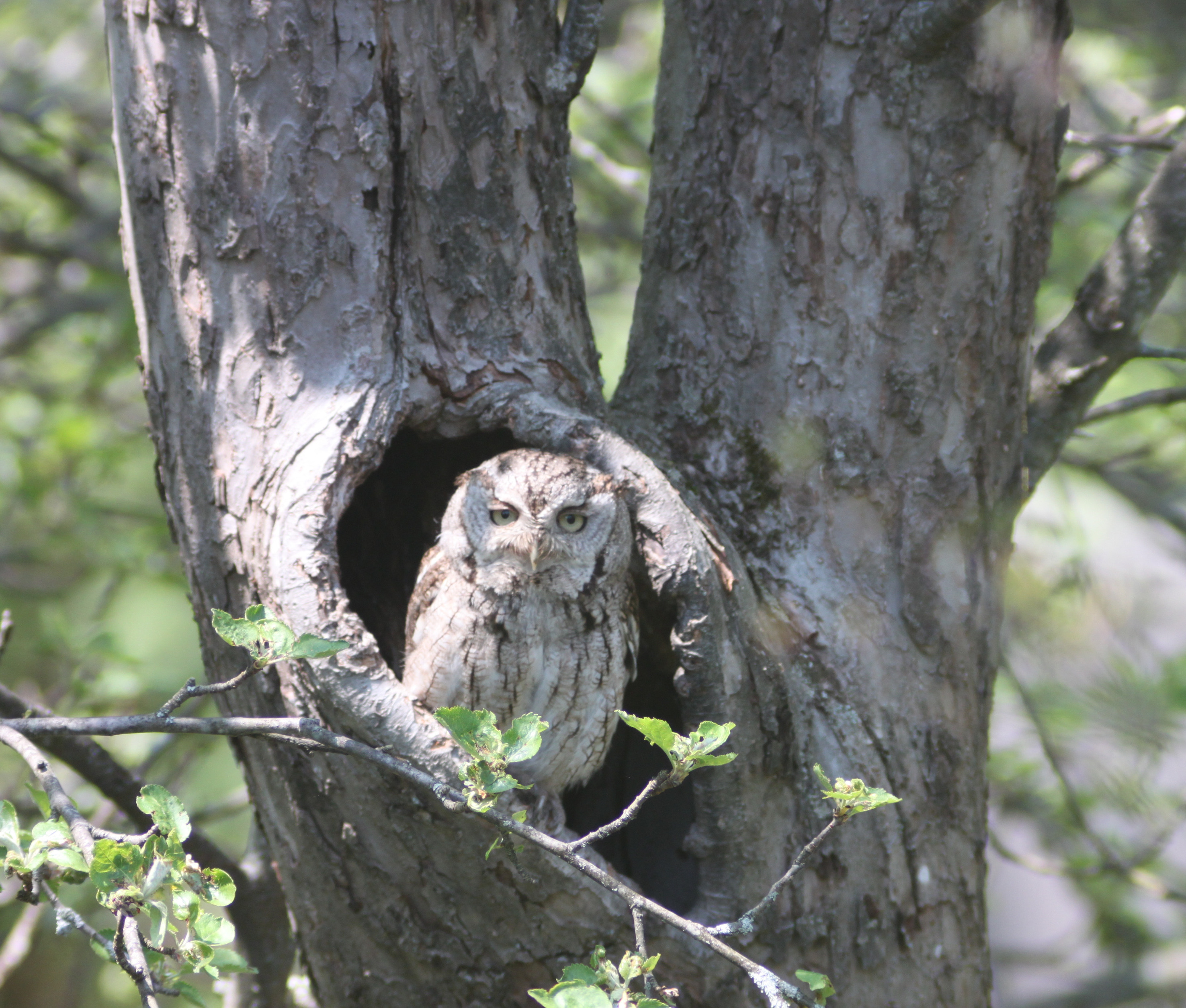 Owl in tree